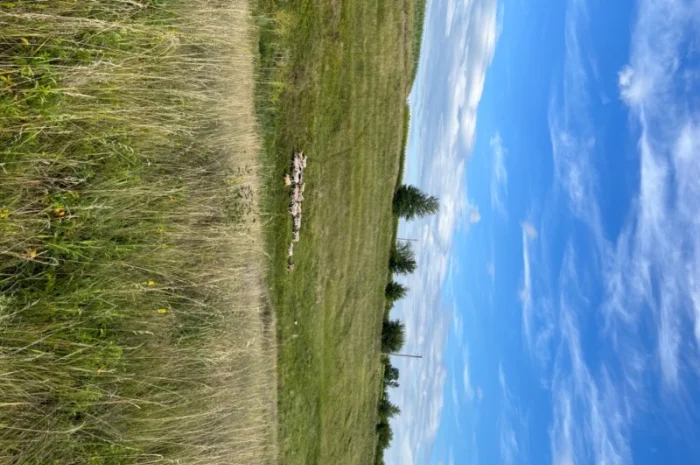 Продам вівці- фото № 3