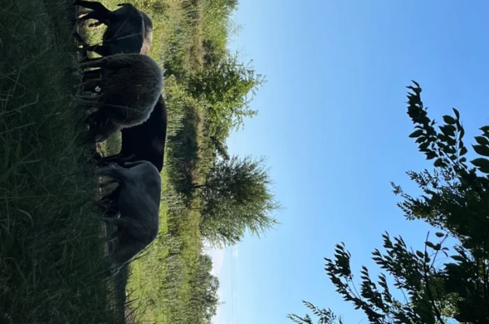 Продам вівці- фото № 4