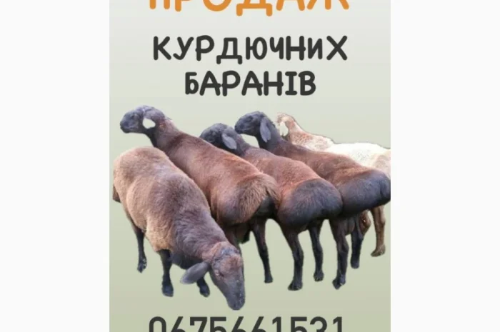 Продам ягня, кітні вівці, барани курдючної породи- фото № 1