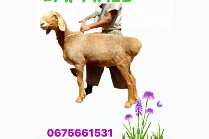 Продам ягнят (барани) курдючної породи- фото № 1