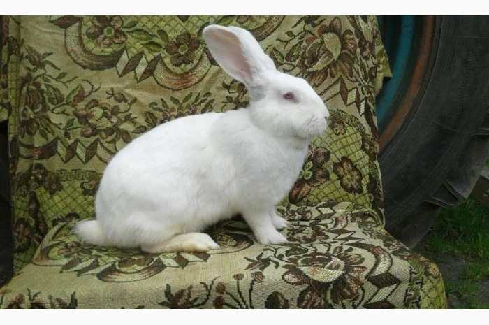 Кролики Термонті. Кітні кролиці- фото № 1