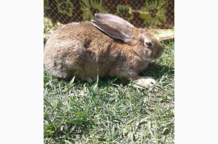Кролики Термонті. Кітні кролиці- фото № 2