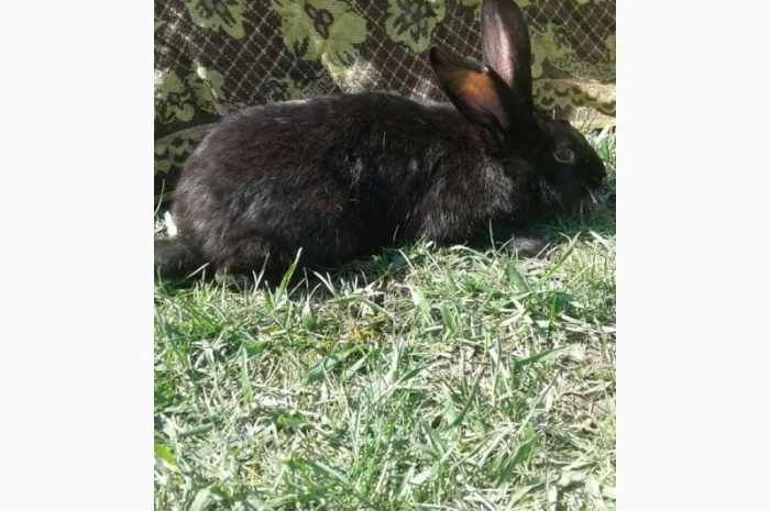 Кролики Термонті. Кітні кролиці- фото № 3