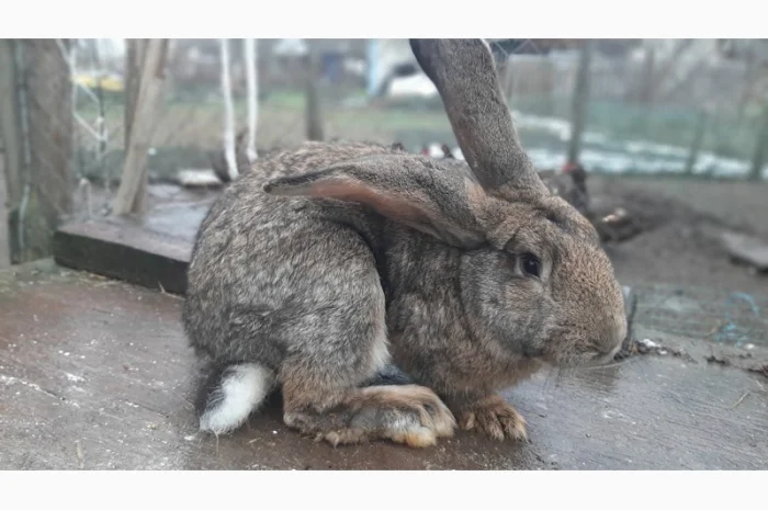 Самець Фландер- фото № 2