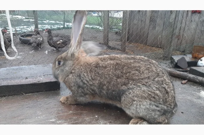 Самець Фландер- фото № 3