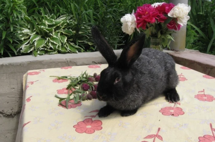 Продам кроликов породы Полтавское Серебро- фото № 3