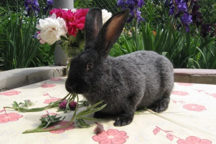 Продам кроликов породы Полтавское Серебро- фото № 4
