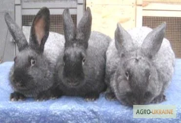 Продам кроликов породы Полтавское Серебро- фото № 5