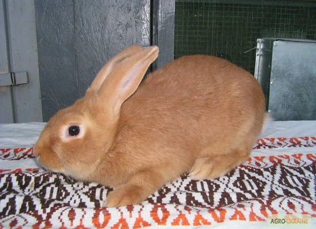 Продам чистокровных кроликов мясной породы Бургундец- фото № 6