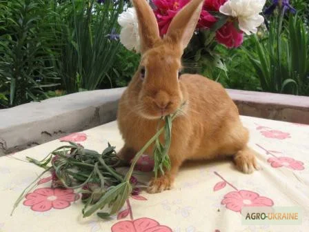 Продам чистокровных кроликов мясной породы Бургундец- фото № 1