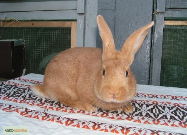 Продам чистокровных кроликов мясной породы Бургундец- фото № 3