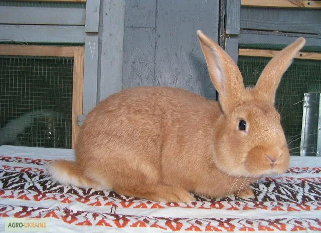 Продам чистокровных кроликов мясной породы Бургундец- фото № 4
