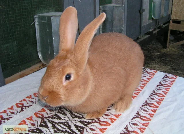 Продам чистокровных кроликов мясной породы Бургундец- фото № 5