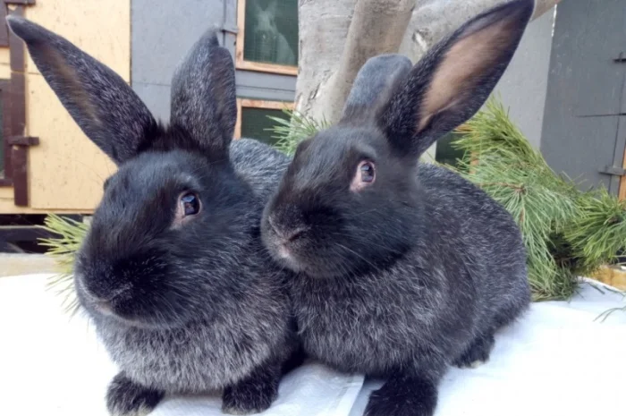 Продаю кроликов породы серебристый- фото № 4
