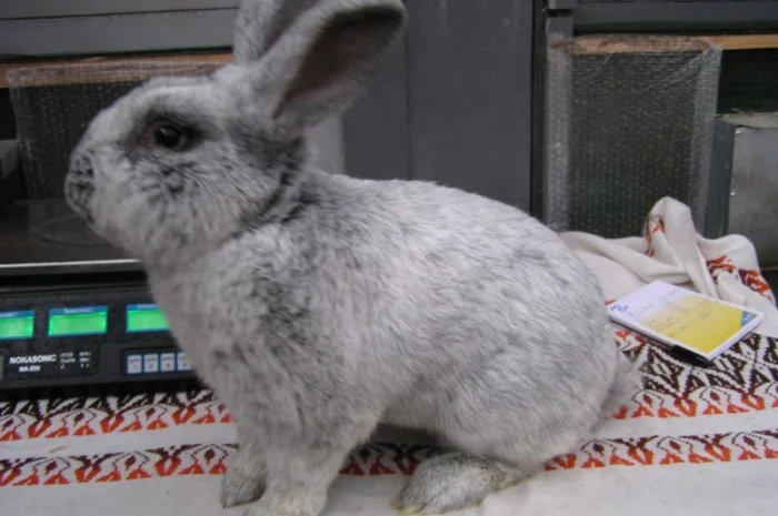 Продаю кроликов породы серебристый- фото № 5