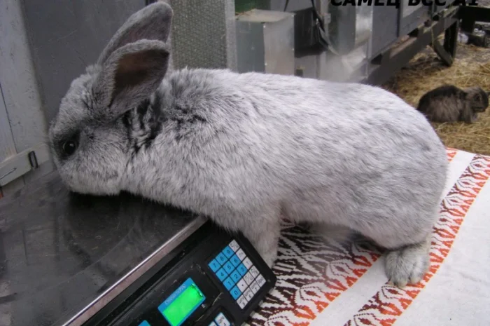 Продаю кроликов породы серебристый- фото № 6