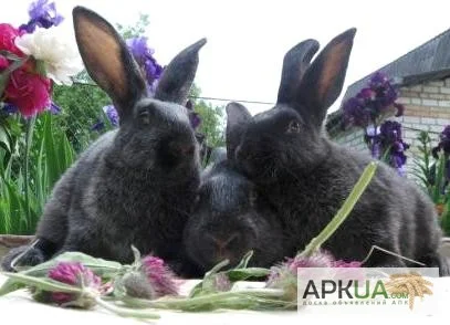 Продаю кроликов породы серебристый- фото № 3