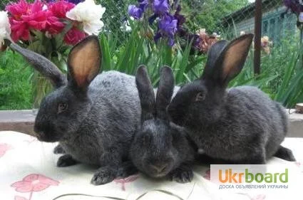 Продаються кролики породи сріблястий та Бургундець- фото № 2