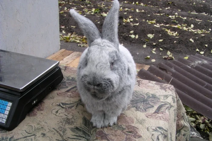 Продаються кролики породи сріблястий та Бургундець- фото № 6