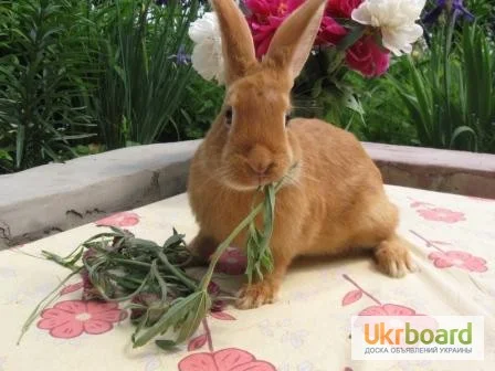 Продаються кролики породи сріблястий та Бургундець- фото № 8