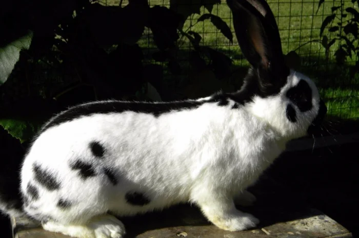 Продам племенні кролики породи Німецький Строкатий Велетень ( Строкач )- фото № 1