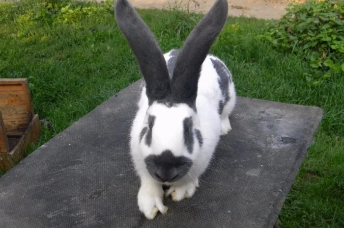 Продам племенні кролики породи Німецький Строкатий Велетень ( Строкач )- фото № 12