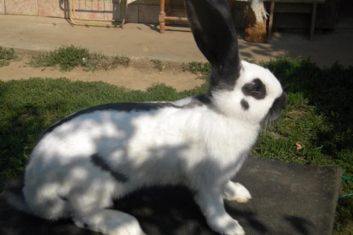 Продам племенні кролики породи Німецький Строкатий Велетень ( Строкач )- фото № 2