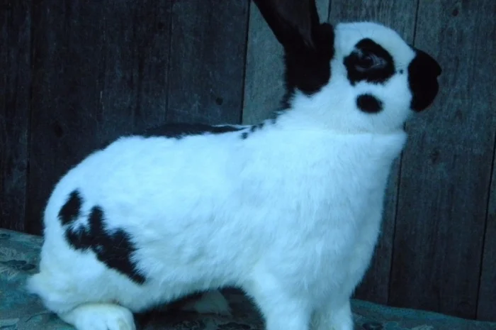 Продам племенні кролики породи Німецький Строкатий Велетень ( Строкач )- фото № 11