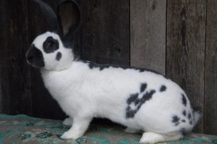 Продам племенні кролики породи Німецький Строкатий Велетень ( Строкач )- фото № 10