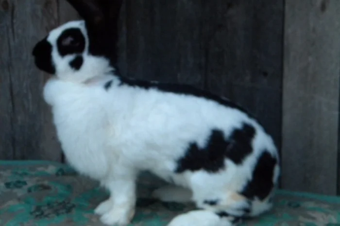 Продам племенні кролики породи Німецький Строкатий Велетень ( Строкач )- фото № 9