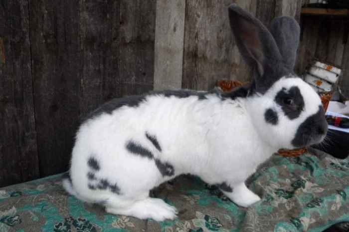 Продам племенні кролики породи Німецький Строкатий Велетень ( Строкач )- фото № 8