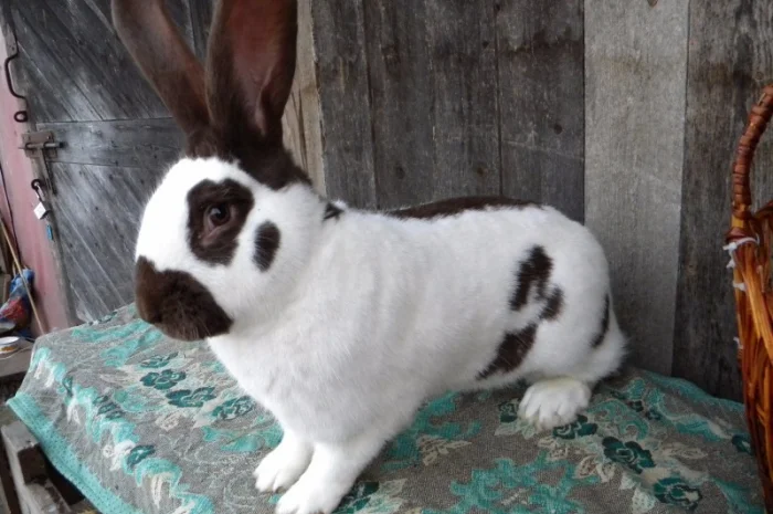 Продам племенні кролики породи Німецький Строкатий Велетень ( Строкач )- фото № 7