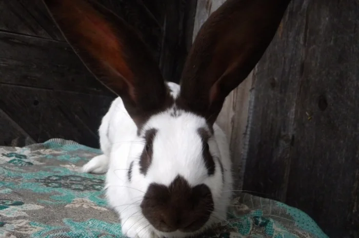 Продам племенні кролики породи Німецький Строкатий Велетень ( Строкач )- фото № 6