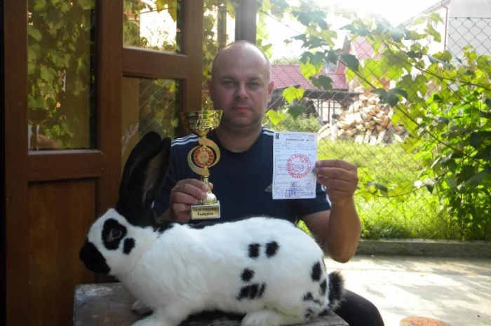 Продам племенні кролики породи Німецький Строкатий Велетень ( Строкач )- фото № 19