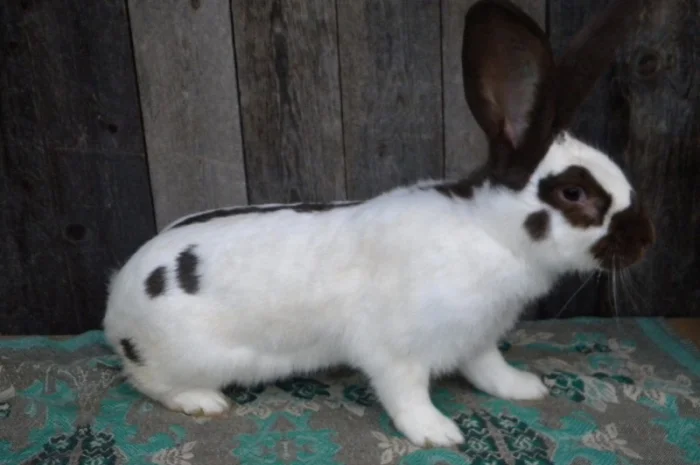 Продам племенні кролики породи Німецький Строкатий Велетень ( Строкач )- фото № 3