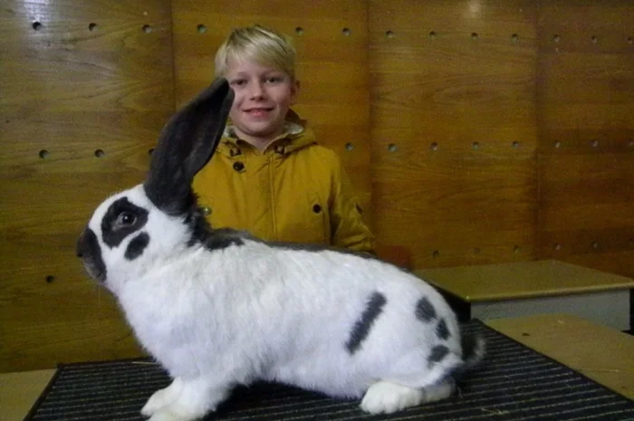 Продам племенні кролики породи Німецький Строкатий Велетень ( Строкач )- фото № 18