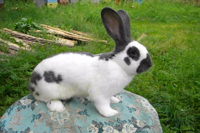 Продам племенні кролики породи Німецький Строкатий Велетень ( Строкач )- фото № 17