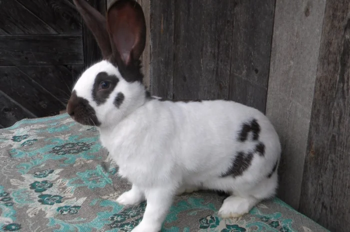 Продам племенні кролики породи Німецький Строкатий Велетень ( Строкач )- фото № 16