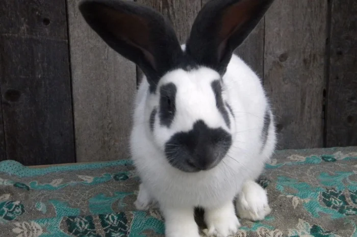 Продам племенні кролики породи Німецький Строкатий Велетень ( Строкач )- фото № 13