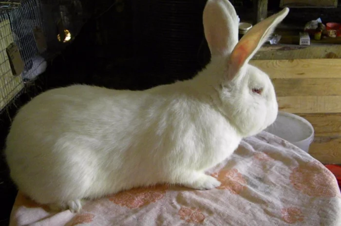 Продам племенні кролики породи Термондська Біла- фото № 9