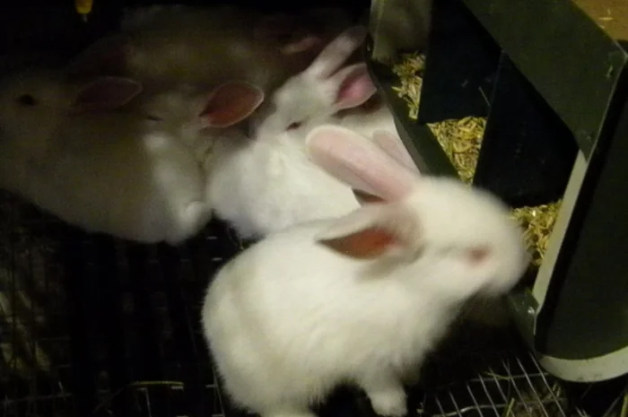 Продам племенні кролики породи Термондська Біла- фото № 8
