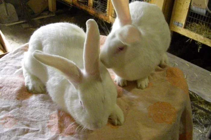 Продам племенні кролики породи Термондська Біла- фото № 7