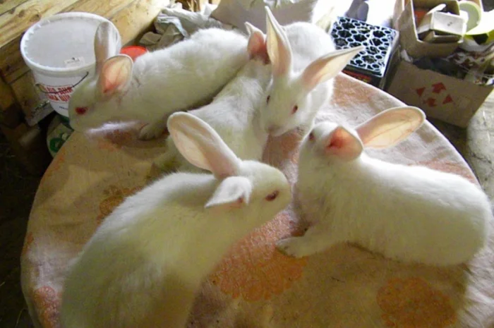 Продам племенні кролики породи Термондська Біла- фото № 5