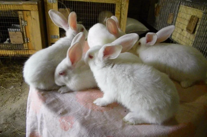 Продам племенні кролики породи Термондська Біла- фото № 4