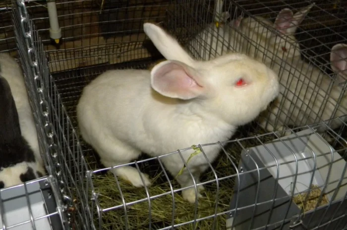 Продам племенні кролики породи Термондська Біла- фото № 19