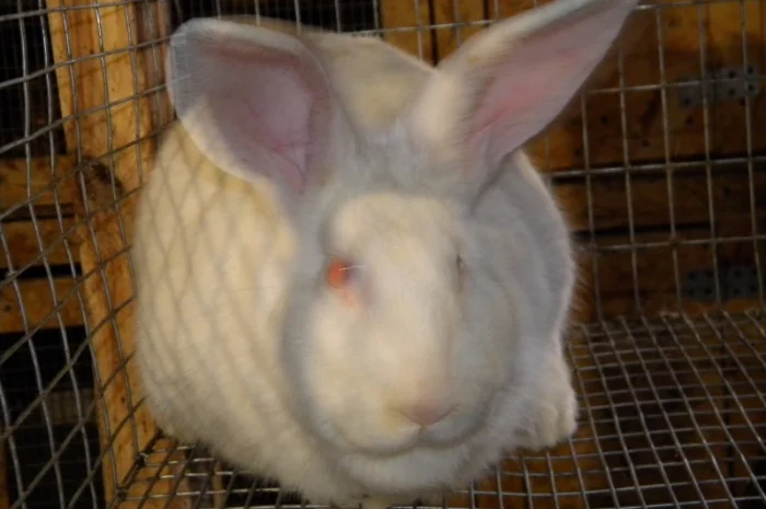Продам племенні кролики породи Термондська Біла- фото № 18
