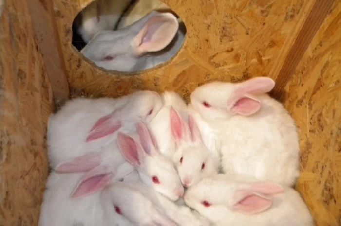 Продам племенні кролики породи Термондська Біла- фото № 16