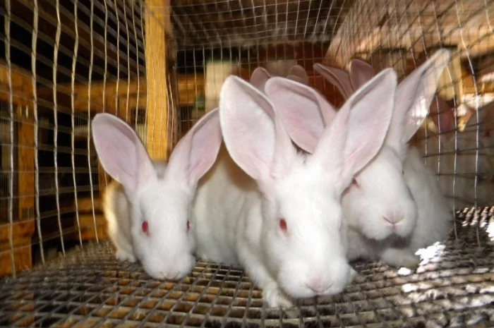 Продам племенні кролики породи Термондська Біла- фото № 14
