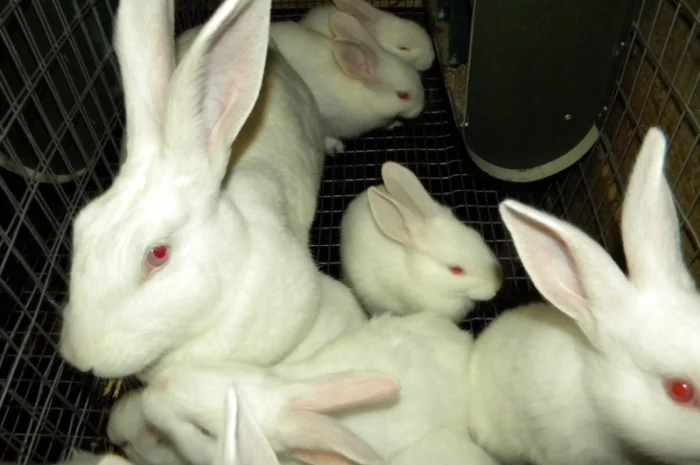 Продам племенні кролики породи Термондська Біла- фото № 13