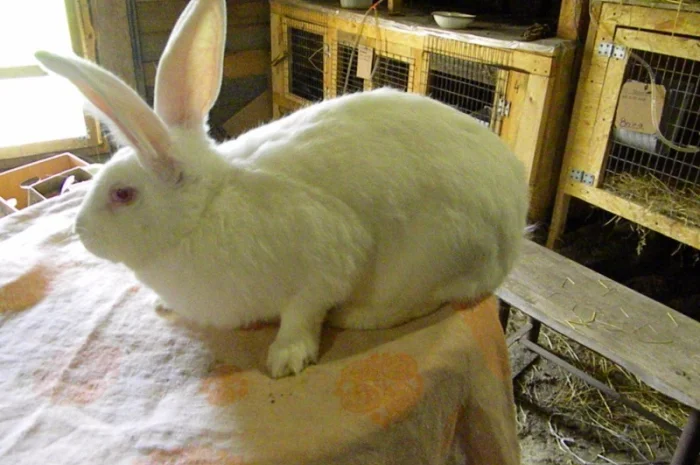 Продам племенні кролики породи Термондська Біла- фото № 17